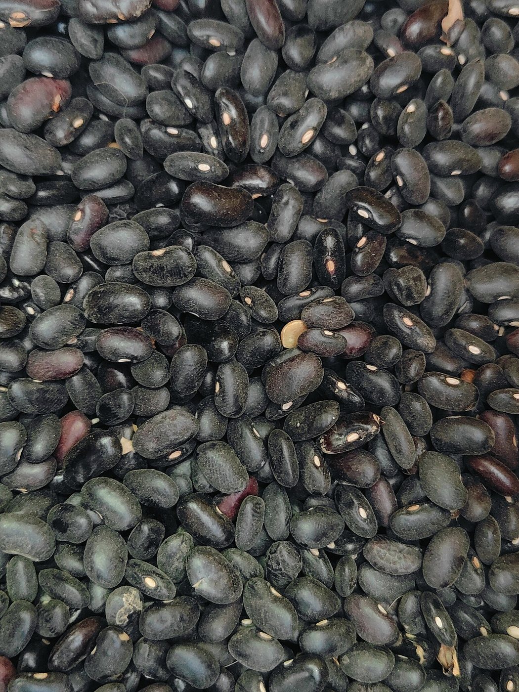 Beans