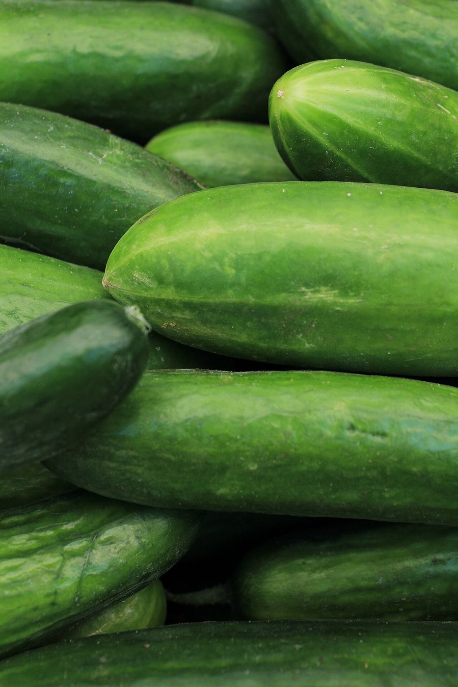 Cucumber